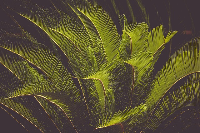 piante esotiche