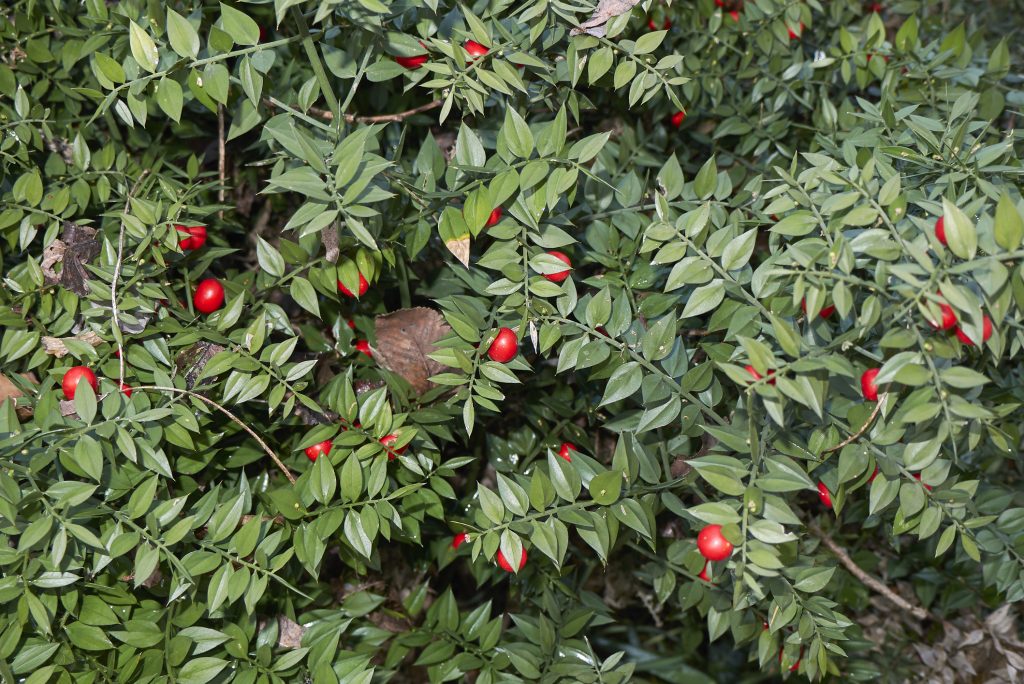 pungitopo pianta