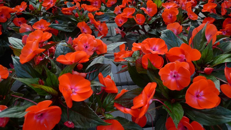 Impatiens Nuova Guinea