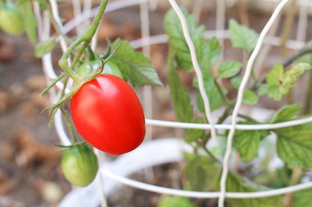 pomodori in vaso