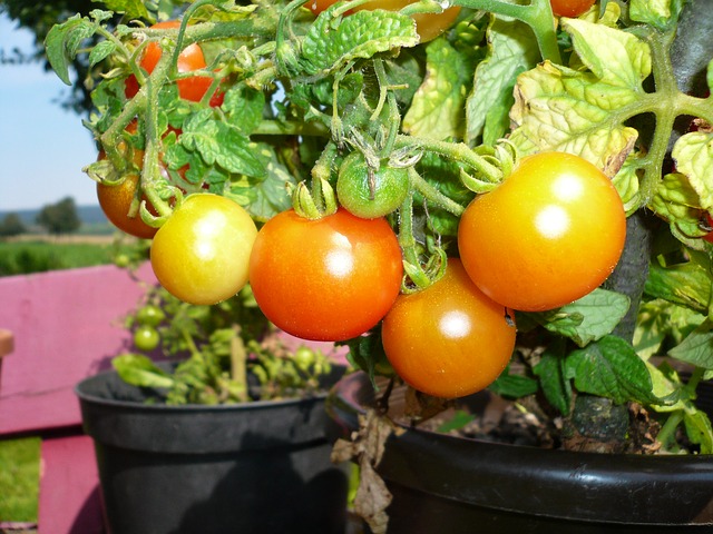 pomodori in vaso