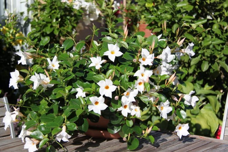 dipladenia bianca
