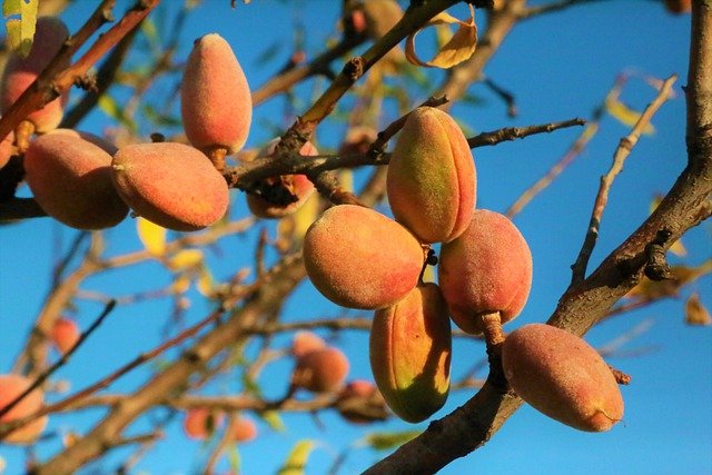 albero di mandorle