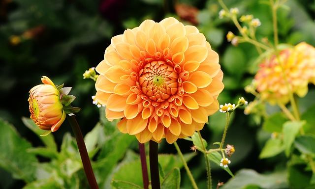 fiore dalia