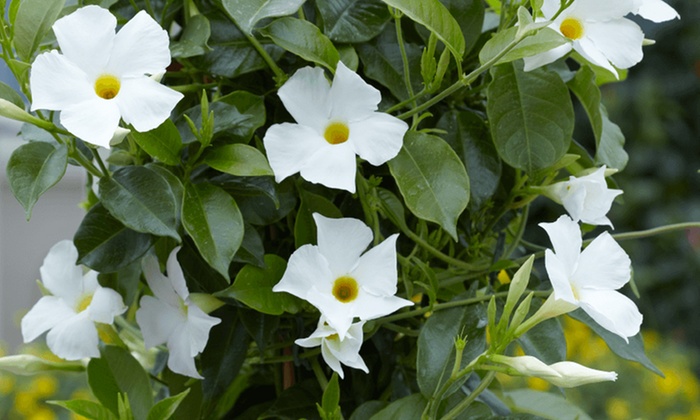 dipladenia bianca