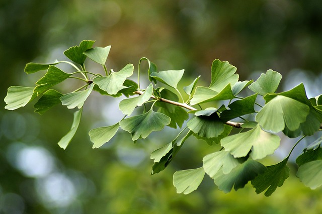 ginko biloba albero