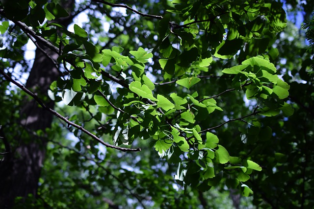 ginko biloba albero