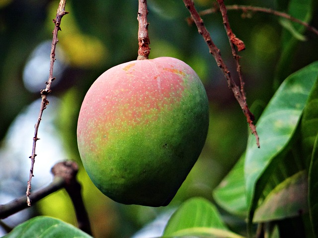 albero di mango