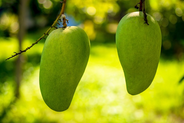 albero di mango