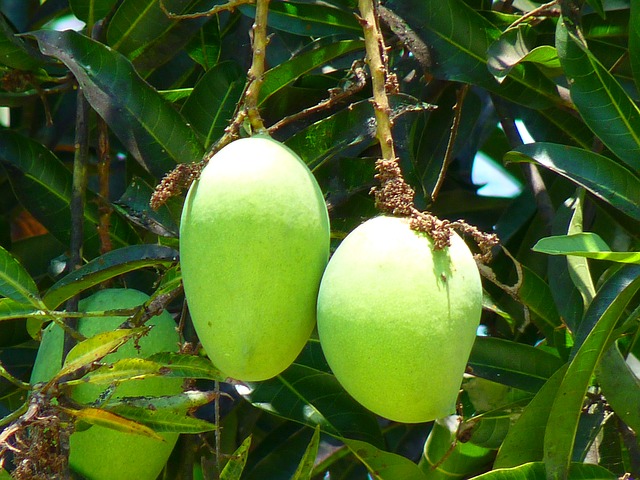 albero di mango