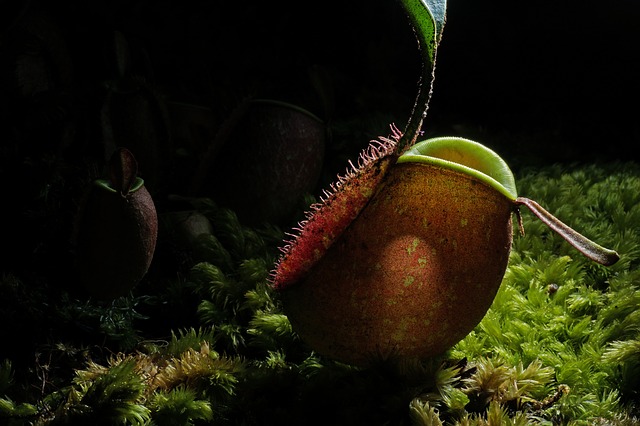 piante carnivore giganti