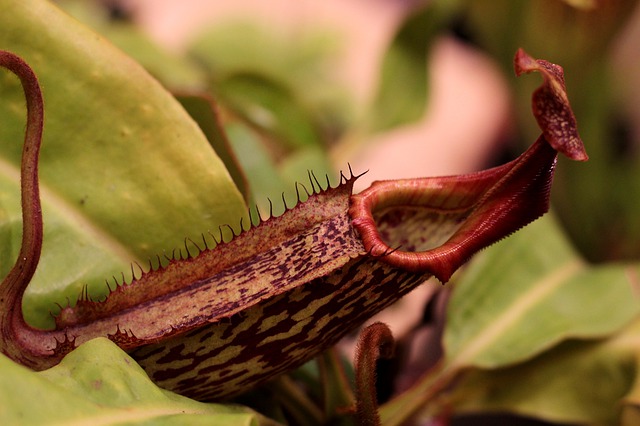 piante carnivore giganti