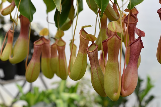 piante carnivore giganti