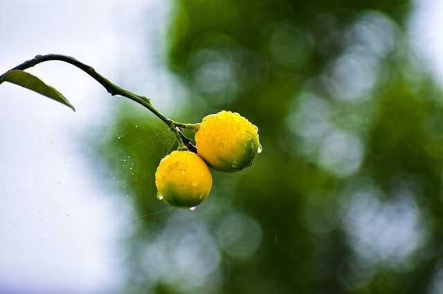 limone in vaso
