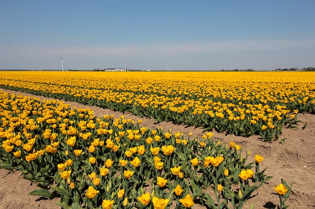 bulbi di tulipano