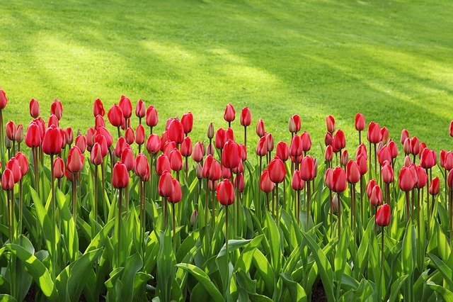 Hai mai pensato di dare a tuo figlio o figlia il nome di un fiore? Fiori Rossi Nomi Classificazioni E Significati