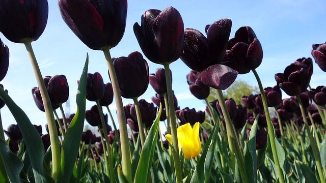 bulbi di tulipano