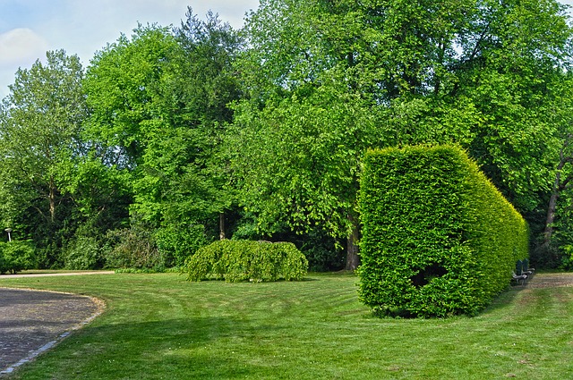 siepe economica veloce
