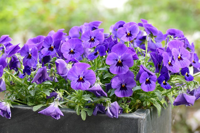 fiori da balcone estivi