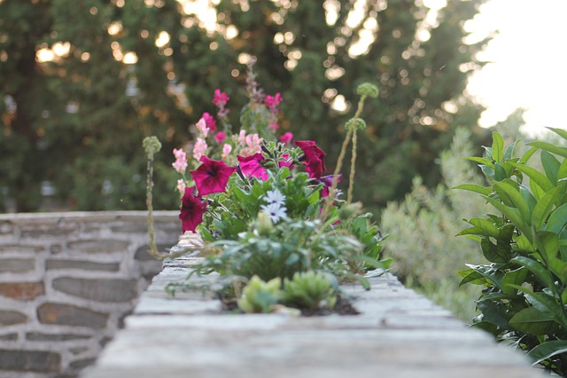 fiori da balcone estivi