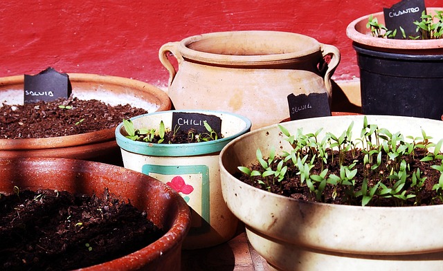 piante aromatiche in vaso