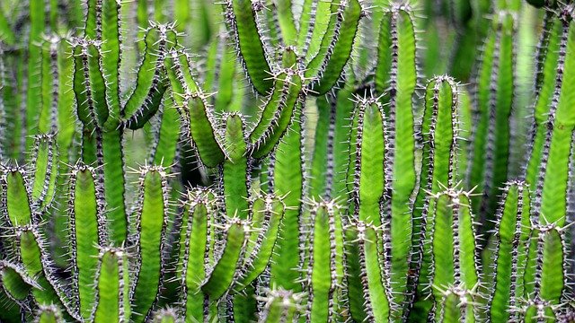 tipi di cactus