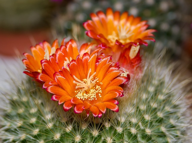 tipi di cactus