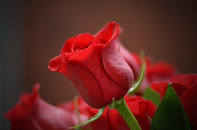 rose in vaso