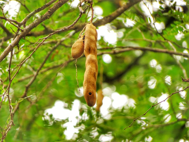tamarindo