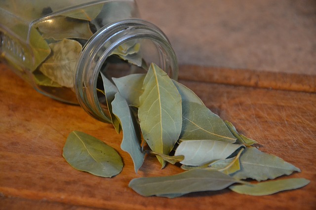 bacche di alloro