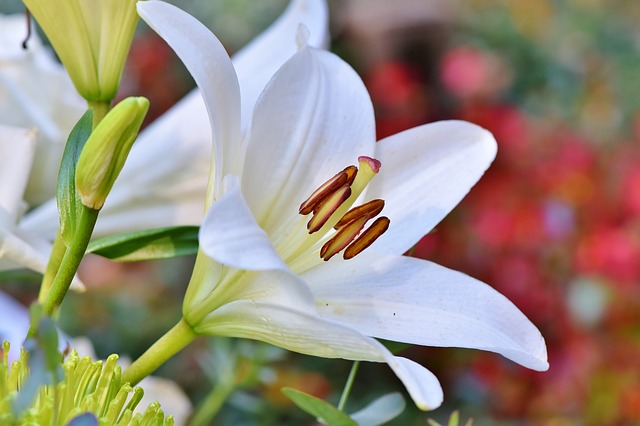 fiori profumati