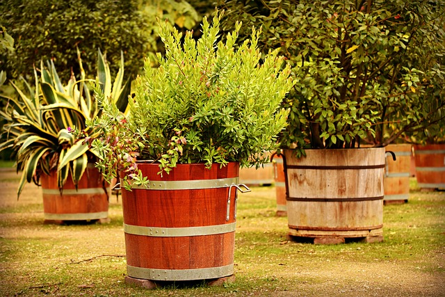 piante mediterranee