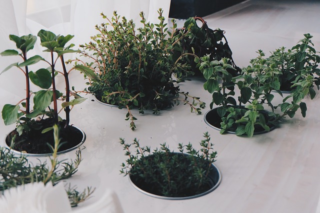 piante aromatiche in vaso