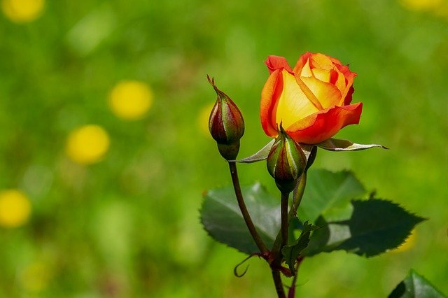 rose in vaso