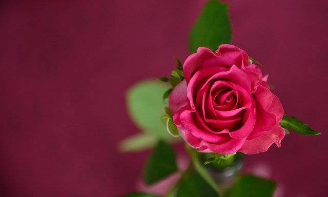 rose in vaso