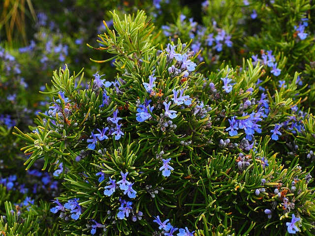 piante mediterranee