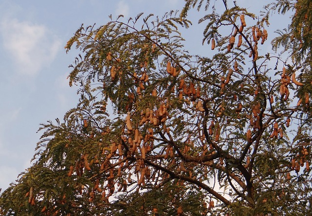 tamarindo