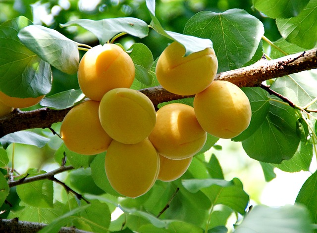 albero di albicocche