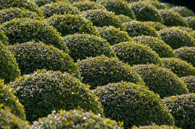 C'est le Début de la Fin - Page 11 Boxwood-1235076_640