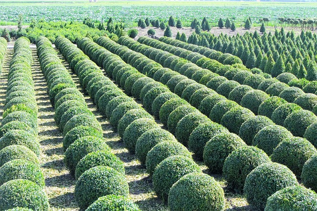 C'est le Début de la Fin - Page 9 Buxus-1609747_640