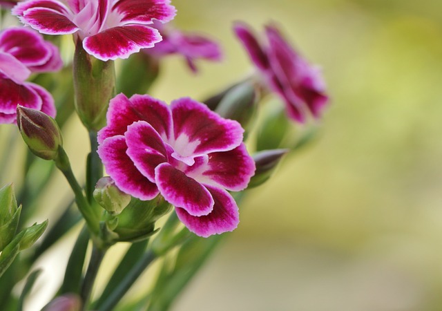 fiori ornamentali