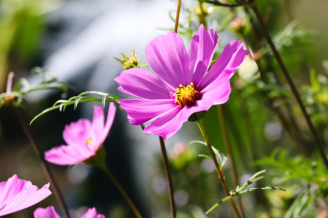 cosmos fiore