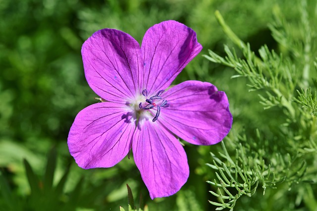 fiori da balcone pendenti