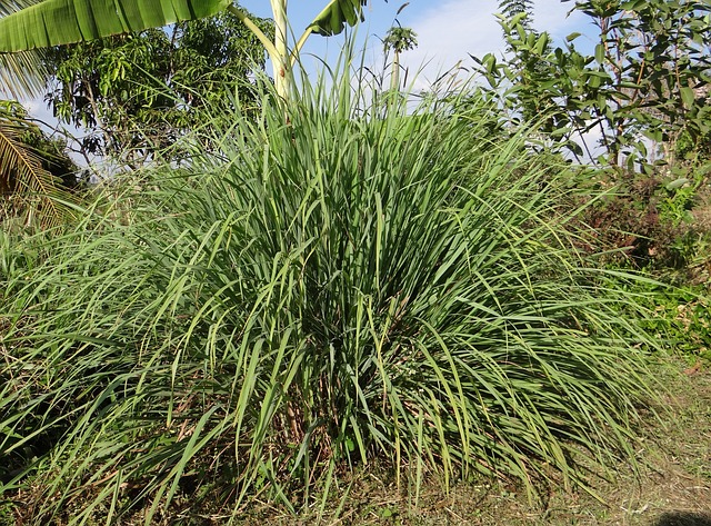 citronella arbusto