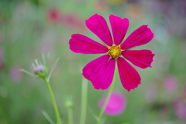 cosmos fiore
