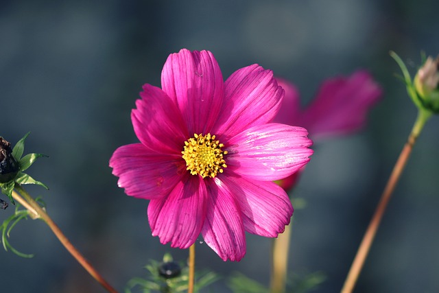 cosmos fiore