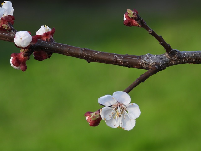 albero di albicocche