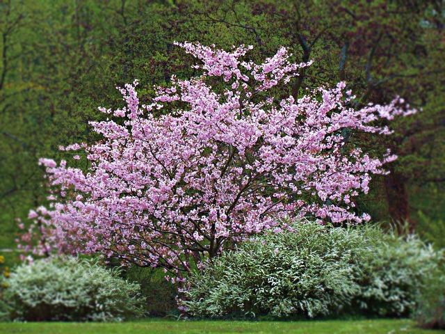 cespugli da giardino