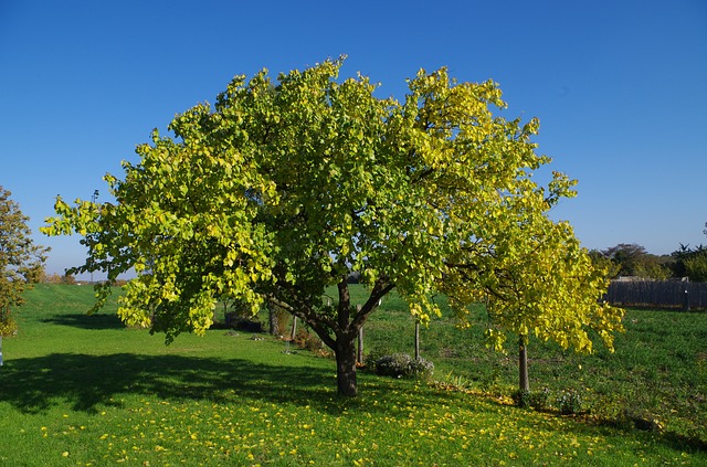 albero di albicocche