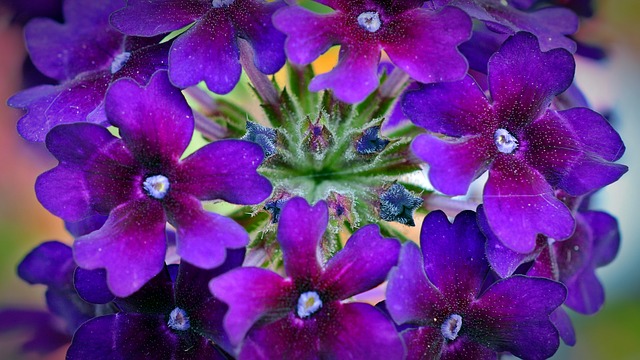 fiori da balcone pendenti